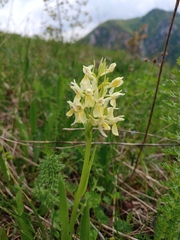 Dactylorhiza sambucina