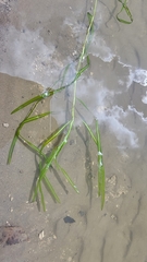 Potamogeton zosteriformis