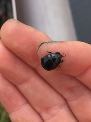 Margarinotus ventralis