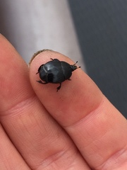 Margarinotus ventralis