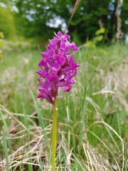 Dactylorhiza sambucina