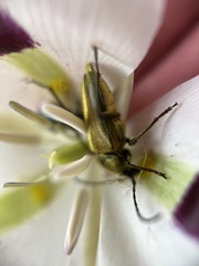 Lepturobosca