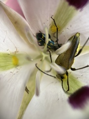 Lepturobosca