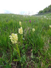 Dactylorhiza sambucina