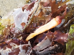 Styela montereyensis