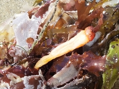 Styela montereyensis