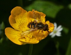 Parhelophilus obsoletus