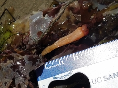 Styela montereyensis