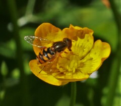 Parhelophilus obsoletus