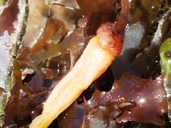 Styela montereyensis