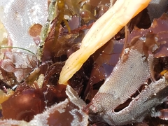 Styela montereyensis