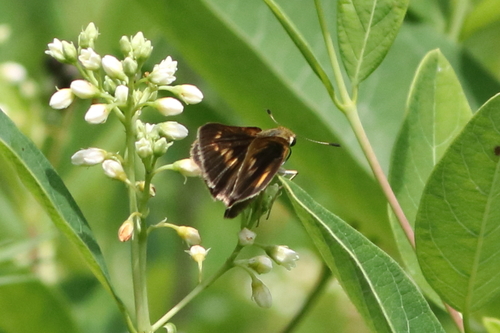 Dion Skipper photo 4