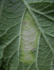 Phytomyza heracleana