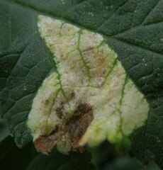 Phytomyza heracleana