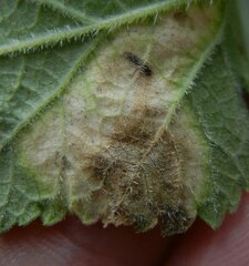 Phytomyza heracleana