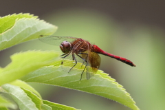 Sympetrum semicinctum