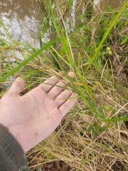 Scleria secans