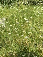 Perideridia parishii latifolia