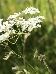 Perideridia parishii latifolia