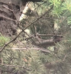 Setophaga pensylvanica