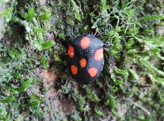 Brachystethus rubromaculatus