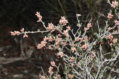 Cryptandra propinqua