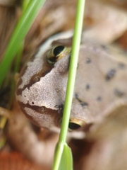 Rana temporaria