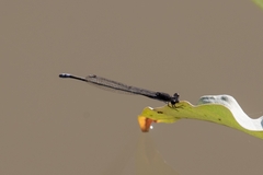 Pseudagrion commoniae