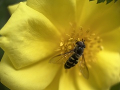 Lapposyrphus