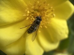 Lapposyrphus