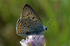 Lycaena alciphron