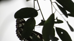 Phaedyma columella singa