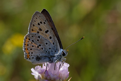 Lycaena alciphron