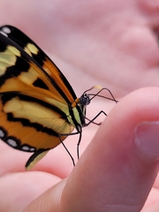 Hypothyris ninonia daeta