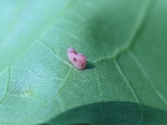 Caryomyia recurvata