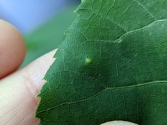 Caryomyia recurvata