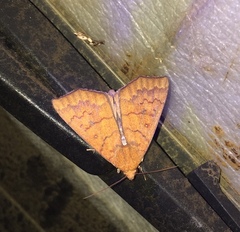 Rusicada nigritarsis