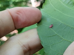 Caryomyia recurvata