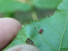 Caryomyia recurvata