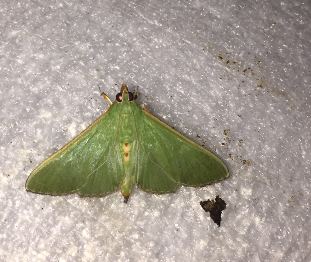 Parotis niphopepla
