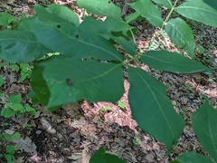 Caryomyia recurvata