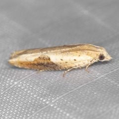 Pseudexentera costomaculana