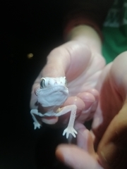 Chondrodactylus angulifer