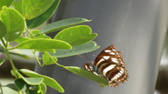 Phaedyma columella singa