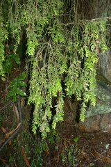 Metrosideros colensoi