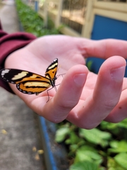 Hypothyris ninonia daeta