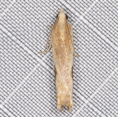 Pseudexentera costomaculana