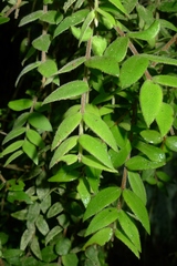 Metrosideros colensoi