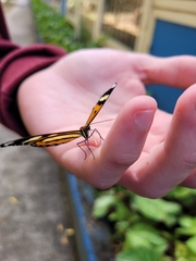 Hypothyris ninonia daeta