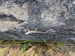 Sceloporus couchii